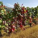 La Cabana´l Cachican Apartamento Cangas De Narcea