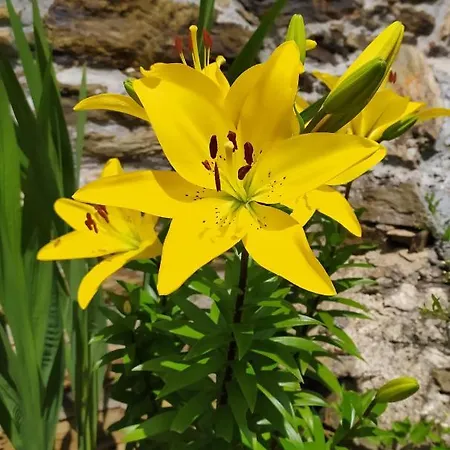 La Cabana'l Cachican *